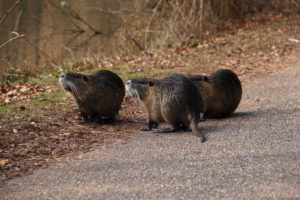 Die Wasserratten vom Waschtal