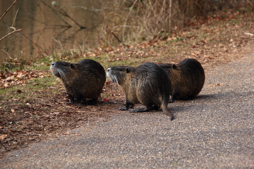 Die Wasserratten vom Waschtal