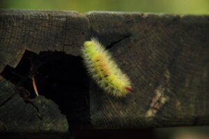 Ein Buchenrotschwanz