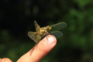 Libellen und wuchernde Brombeeren