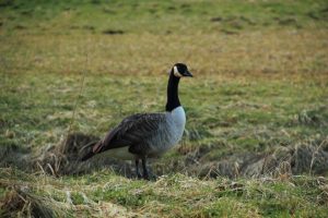 Schräge Vögel und scheinheilige Ärzte