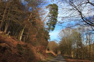 Die schiefe Kiefer am Hombrunnerhof