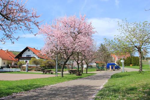 Mandelblüte